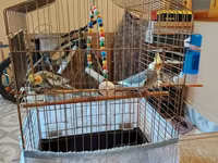 Nimfa (cockatiel) cütlüyü və qəfəs dəsti Məhsulun tərkibi: - 2 ədəd — Foto 3