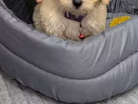 Maltipoo balası – krem rəngli, qıvırcıq tüklü, kiçik ölçülü ev iti — 照片 4