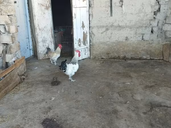 Brahma