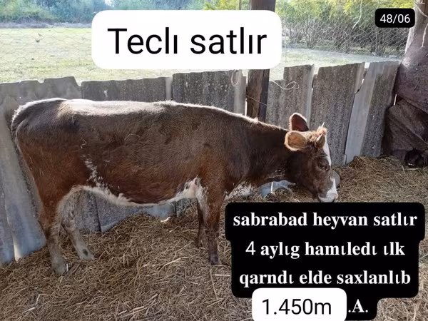 İnək, Mal-qara — Azərbaycan