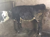 İnək, Swiss cattle — foto 1