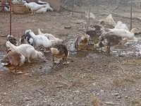 Ducks — photo 8