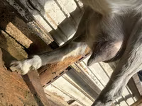 Dişi keçi, Alpine goat — foto 4