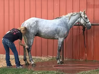 At, Tennessee Walking Horse — foto 3