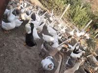 Geese — الصورة 2