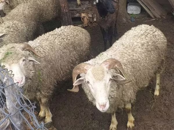 Ram, Sheep