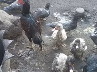Chickens — photo 3