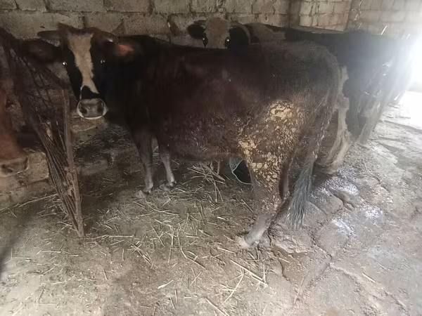 Vaca, Ganado vacuno