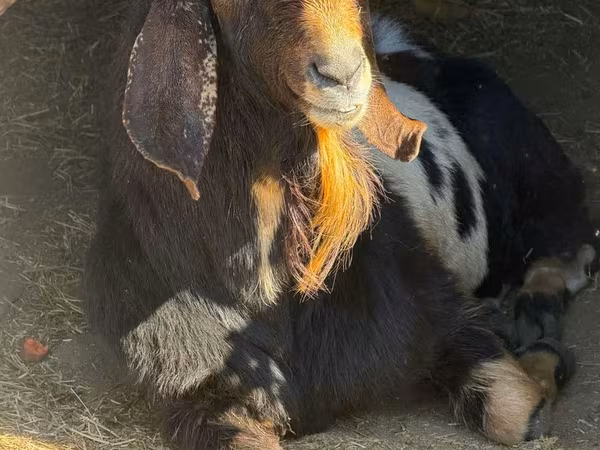 Cabro, Nubian Goat
