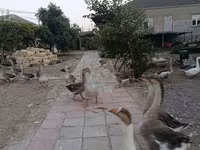 Geese — foto 2