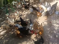 Chickens — foto 6