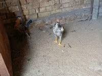 Chickens — 照片 6