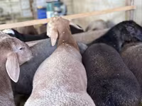 Sheep (batch, sex not specified), Arashan sheep — photo 2