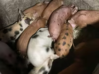Eber, Schweine — Foto 2