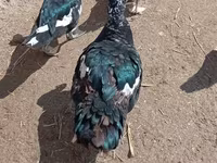 Ducks — Foto 3