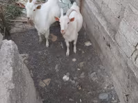 Keçi, Keçilər — foto 4