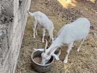 Ziege, Saanen goat — Foto 7