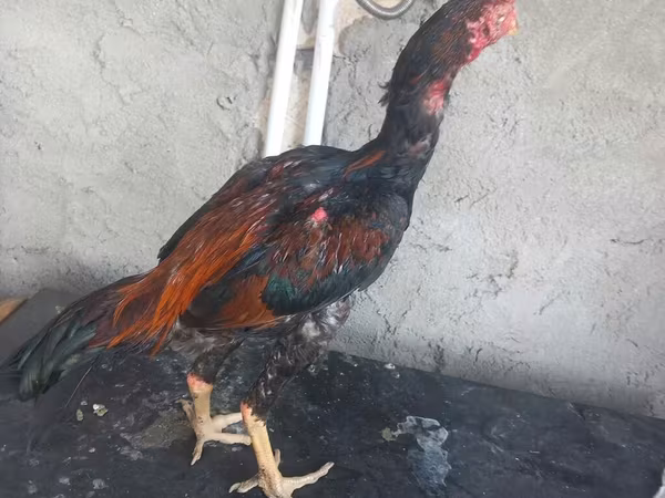 Chickens — Azerbaijan