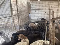 Owca, Owce — zdjęcie 5