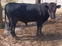 Bulle, Aberdeen-Angus — Foto 1