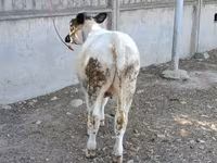 Cow, Belgian Blue — photo 2