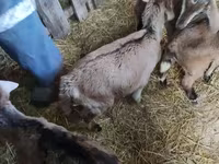 Keçi, Nubian Goat — foto 4