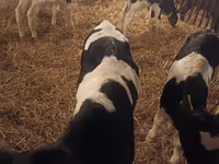 Buğa, Russian Black pied cattle — foto 2