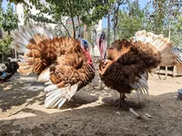 Burbon Qırmızı — foto 5