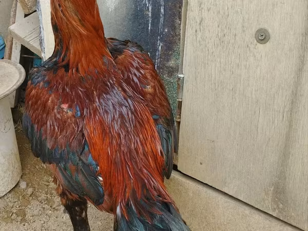 Chickens — Azerbaijan