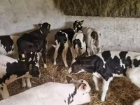 Cattle (batch, sex not specified), Cattle — photo 5