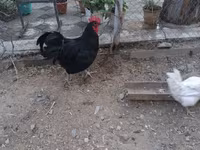 Chickens — photo 2