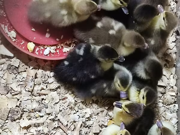 Ducks — Azerbaijan
