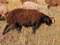 Ram, Sheep — photo 5