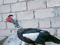 Ducks — الصورة 1