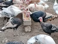 Turkeys — foto 8