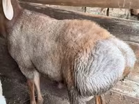 Qoç, Arashan sheep — foto 2