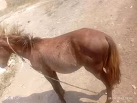 Horse (M), Horses — photo 1