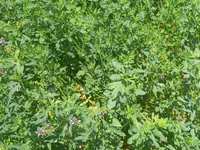 Hal hazirda Yonca (Medicago sativa) becerilib 3 hektar torpaq sahəsi — photo 1