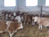 Toro, Simmental cattle — foto 4
