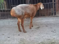 Qoç, Saryarka sheep — foto 2