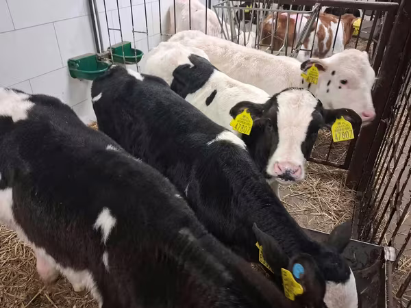 Býk, Russian Black pied cattle