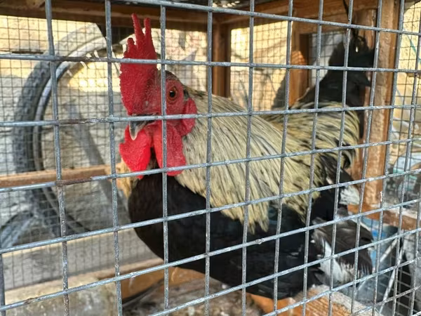 Chickens