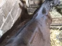 Bull, Cattle — photo 1