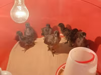 Chickens — photo 6