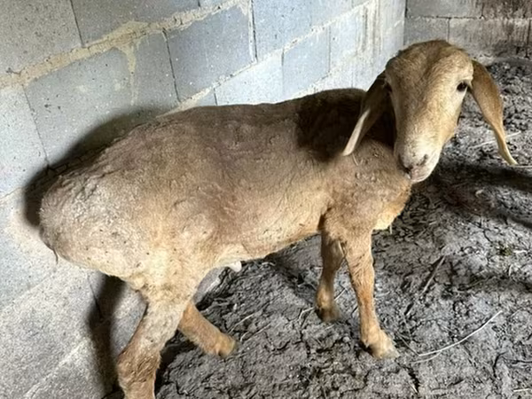 Qoyun, Katum sheep