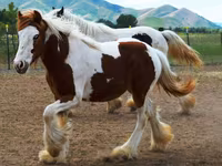 Madyan, Gypsy horse — foto 3