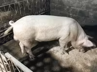 Eber, Дюрок — Foto 3