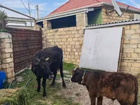 Kuh, Simmental cattle — Foto 2