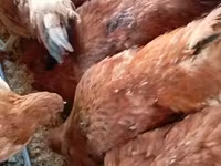 Chickens — Foto 1