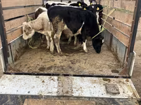 İnək, Russian Black pied cattle — foto 2